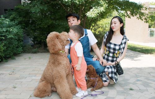 狗狗當“家教” 萌寵叼衣架監(jiān)督小主人寫作業(yè),神似操心老母親